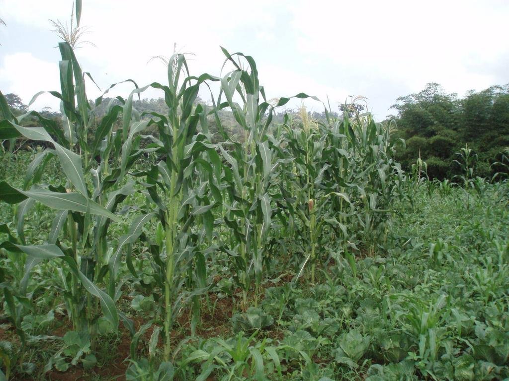 File Photo: Farm