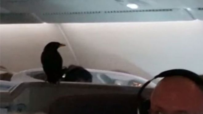 The stowaway was filmed by a business class passenger last week