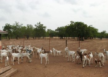 A FLOCK OF SAHELIAN BREEDING GOATS