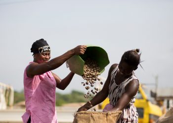 Women farmers bagging freshly dried cashew nuts