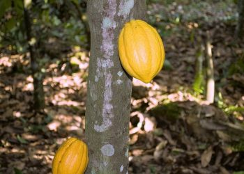 Cocoa