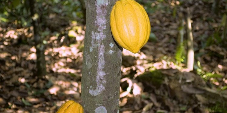Cocoa