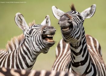 Two zebra were playing together and appear to be laughing at the camera (Image: Peter Haygarth)