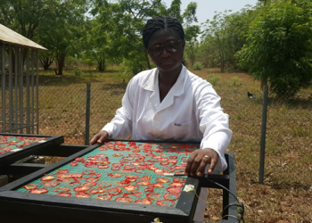 Dr Owureku-Asare at work with her solar tomato processor