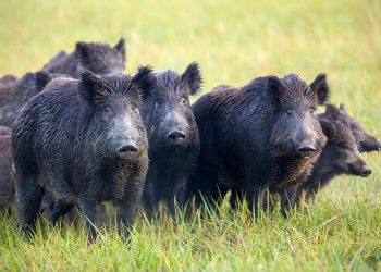 Wild boar discovered the stash which was kept in jars