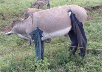 Donkey