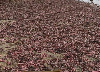 Thousands of the animals were exposed on the beach