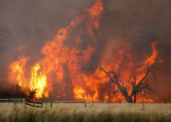 bush fires