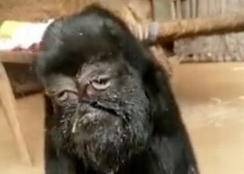Goat with 'human-face' being 'worshipped' in Indian village