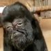 Goat with 'human-face' being 'worshipped' in Indian village