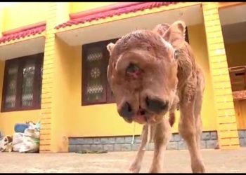 Mutant cow born with two heads - including 4 eyes and 2 mouths - stuns villagers