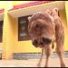 Mutant cow born with two heads - including 4 eyes and 2 mouths - stuns villagers