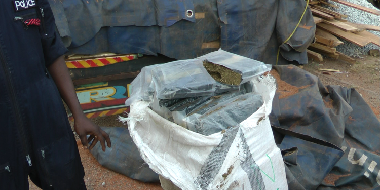 Cannabis busted in Bono Region