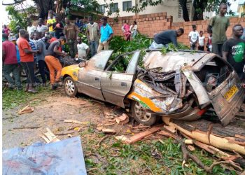 taxi crushed by tree
