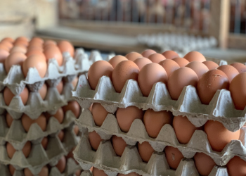 Eggs