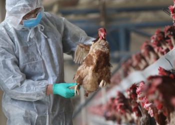 Bird Flu