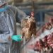Bird Flu