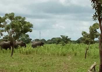 Elephants