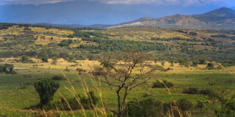 The newlyweds were killed alongside their local safari guide at the Queen Elizabeth National Park in southwestern Uganda