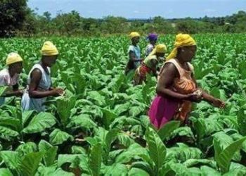 Farmers
