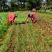 A farmer in his Green grams field . the farmer uses the biomass as green manure hence reducing the use of synthetic or chemical farm inputs in his farm .
