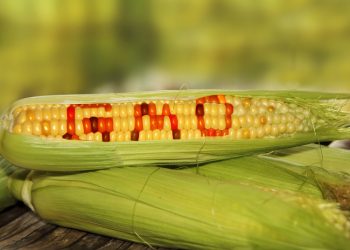 gmo food