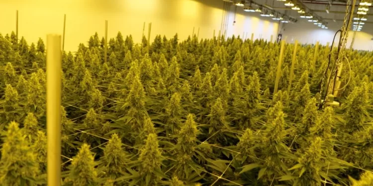 Adults will be allowed to grow up to three cannabis plants per household