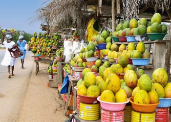 Verkaufsstände mit Mangofrüchten in der Mangoregion bei Somanya in der Eastern-Region im Osten von Ghana in Westafrika