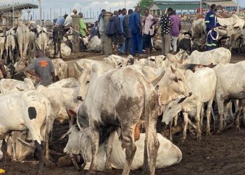 24-Hour livestock market