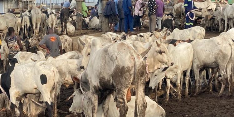 24-Hour livestock market