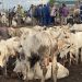 24-Hour livestock market