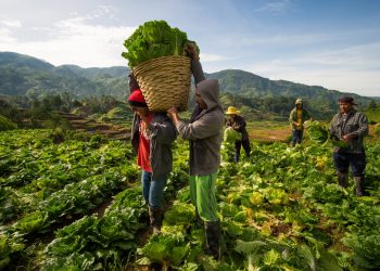 Farmers