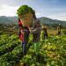 Farmers