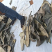 Dried shark fins