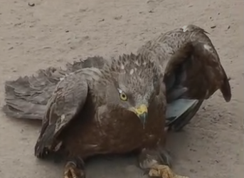 The wounded bird
