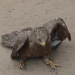 The wounded bird