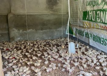 Nkokɔ Nkitinkiti