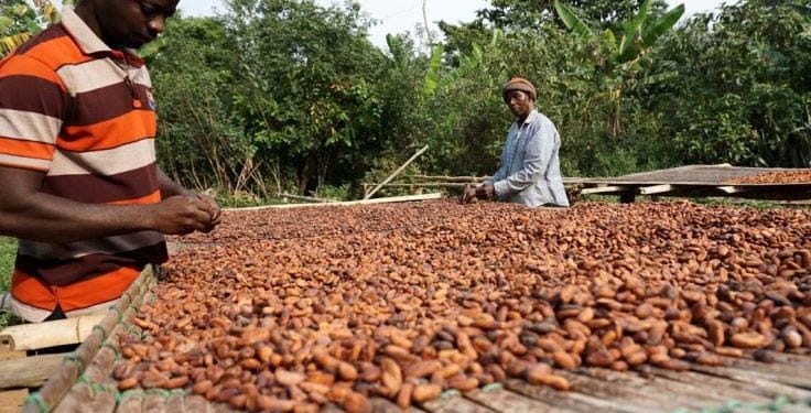 File image of cocoa farmers