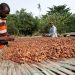 File image of cocoa farmers