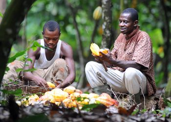 Cocoa Farmers