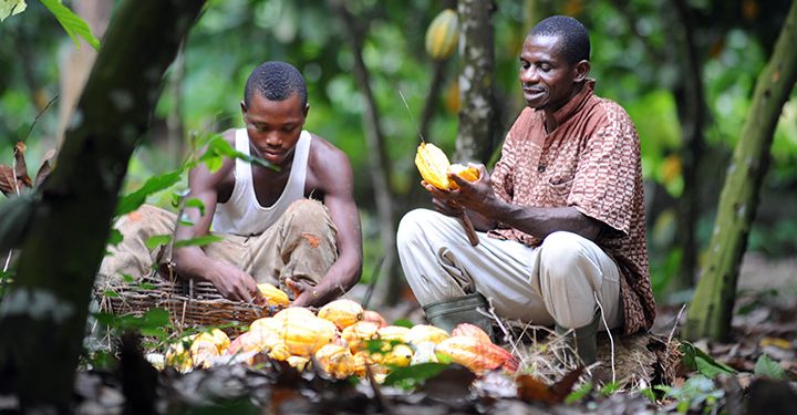 Cocoa Farmers