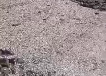 Image of dead fish at the Tema Shipyard