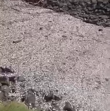 Image of dead fish at the Tema Shipyard