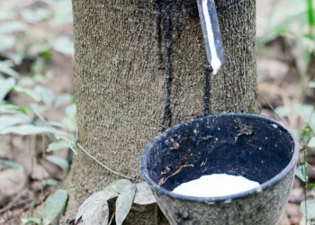 File Photo of a rubber gum being havested