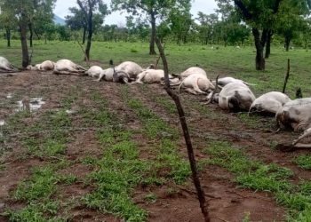 Some of the dead cattle