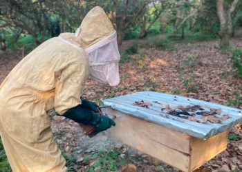 A bee farmer