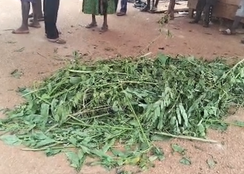 Body of one of the deceased covered with leaves