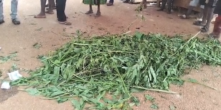 Body of one of the deceased covered with leaves