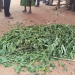 Body of one of the deceased covered with leaves